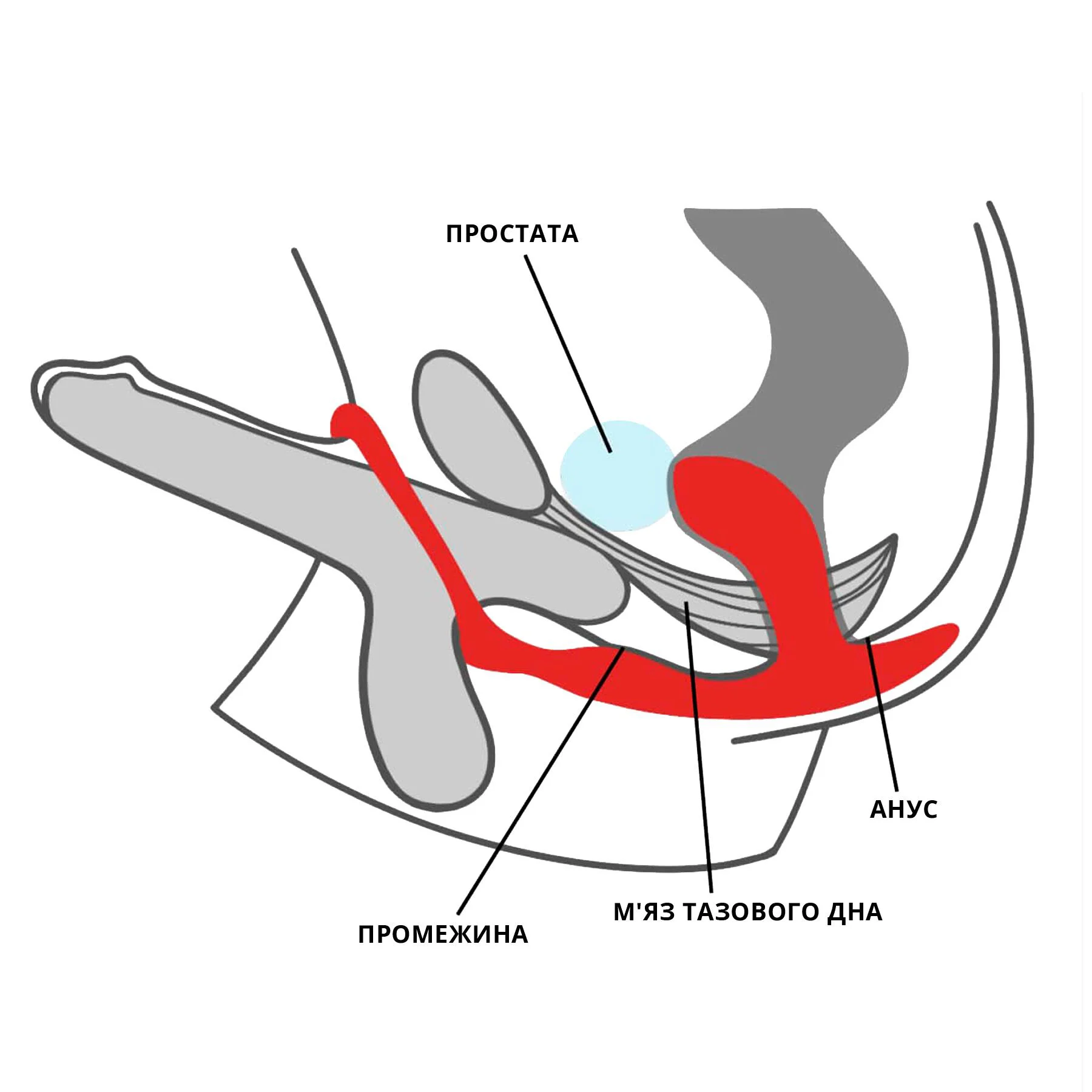 Анальна пробка з ерекційним кільцем Fun Factory BOOTIE RING slate - Зображення 17